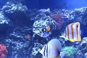 100 gallon corner tank