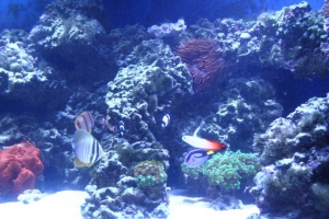 100 gallon corner tank
