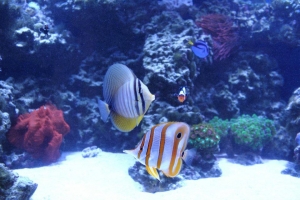 100 gallon corner tank