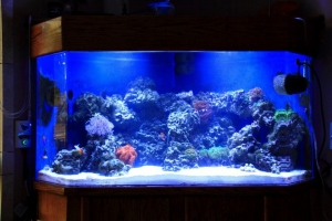 100 gallon corner tank