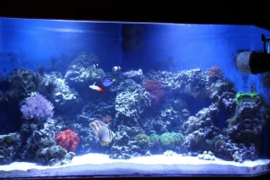 100 gallon corner tank