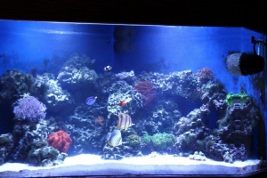 100 gallon corner tank
