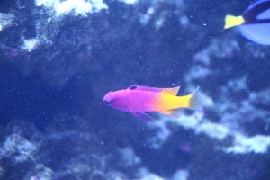 100 gallon corner tank