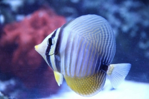 100 gallon corner tank