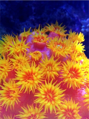 Sun Corals