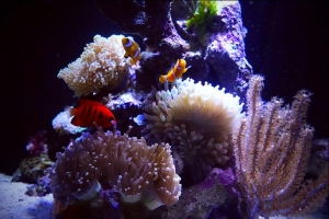Coral and Fish