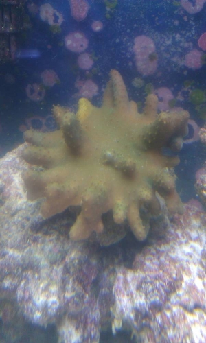 Corals