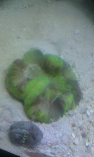 Corals