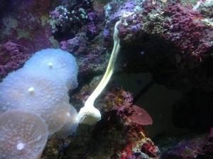Long stem coral hang off edge of rock.
