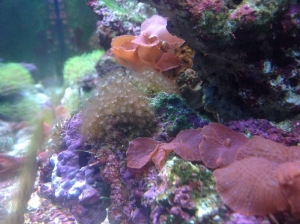 ID THESE GOOD OR BAD