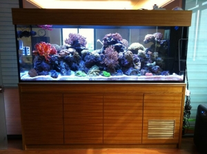240 Gallon Tank 1