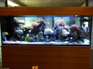 240 Gallon Tank 2