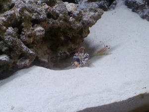 yasha goby/tiger pistol pair