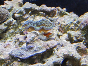ricordea