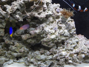 my fish