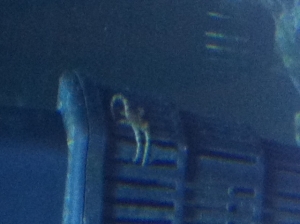 6 legged star