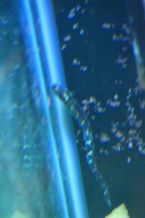Injured Goby