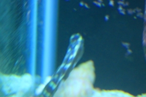 Injured Goby #2