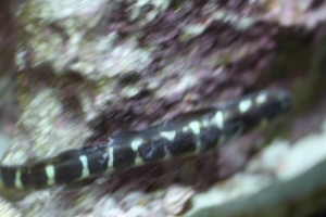 Injured Goby #3