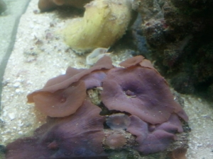 2013-08-14_17_26_54