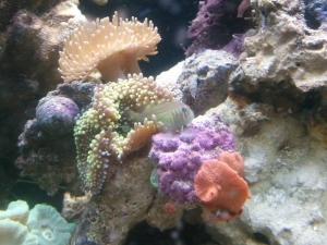 2013-08-14_17_27_21