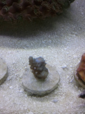 2013-08-27_14_43_26