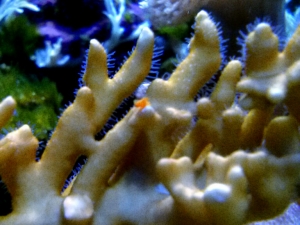 Aquariums