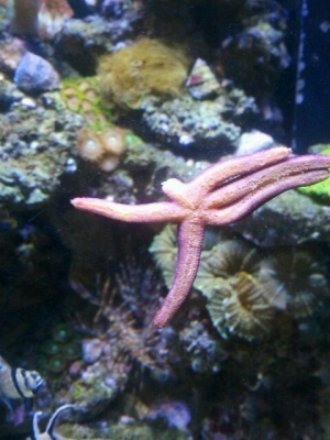 Stumpy_Linckia