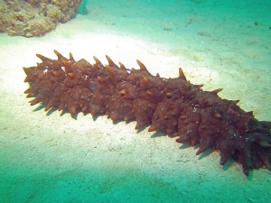 Wild Tiger Tail Hawaii