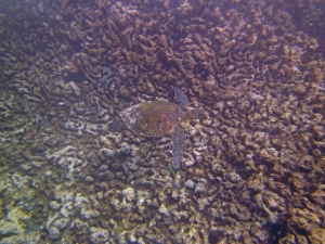 Green Sea Turtle hawaii