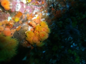 Hawaiian Sun Cup Corals