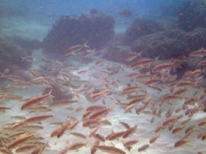 school in the shallow tide zone.
