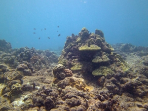 Nice coral head in 20 feet of water.