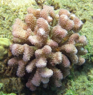 purple_antler_coral_25_ft-1