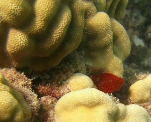Red sponge in wild