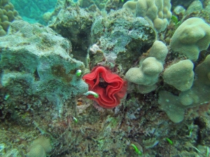 Spanish dancer egg sack
