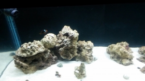 new tank progression