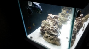 new tank progression