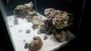 new tank progression
