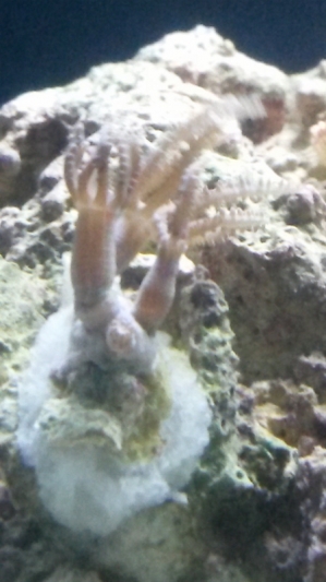 new polyp frag