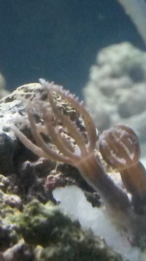 new polyp frag