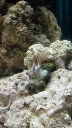 100G reef tank week 3
