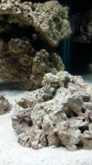 100G reef tank week 3