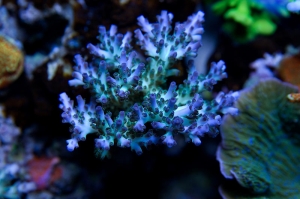 Aqua Delight