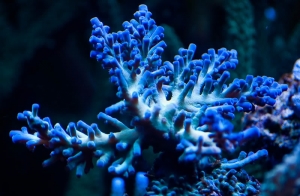 Fire Ice Echinata