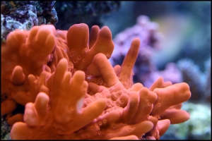Orange Setosa