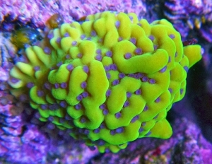 ATL Appleberry Montipora Palawensis
