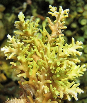Acropora Coraliniana