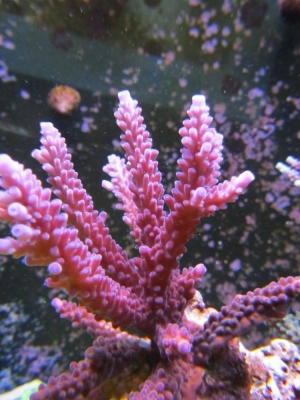 SPS