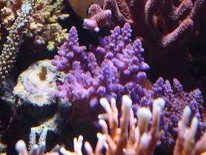 Purple Monster